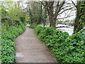 The Thames Path approaching Walton-on-Thames