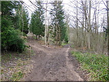 SO9013 : Walking towards Cooper's Hill Wood by Ian S