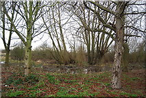TQ3799 : Boggy woodland, Rammey Marsh by N Chadwick