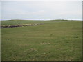 NZ8113 : Medieval  Field  System by Martin Dawes