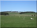 Grassland, Reaveley