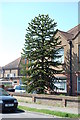 Monkey Puzzle Tree, Southlands Road, Bexhill