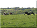 TL9326 : Cows near Porter's Lane, Eight Ash Green by Roger Jones