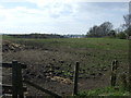 Grazing, Blackburn Fell