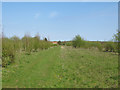 Track through Sapling Plantation, Fordham Hall Estate