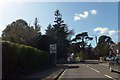 Mature evergreen trees by the A3125