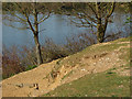 Papercourt Lake bank