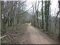 The Cotswold Way in Standish Wood