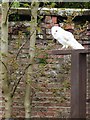 Barn owl at Thorp Perrow Arboretum