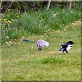 SJ9594 : Dandelions, squirrel and magpie by Gerald England