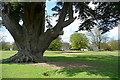 SU6595 : Cedar in Brightwell Park by Graham Horn