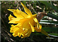 NJ7254 : Wild Daffodil? by Anne Burgess