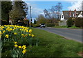 Daffodils on Ullesthorpe Road