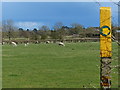 Sheep and pasture near Ashby Parva