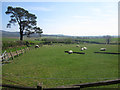 Sheep grazing at Broomhouse farm