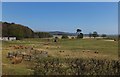 Grazing land north of Powburn