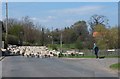 NU0711 : Sheep on the move in Whittingham by Barbara Carr