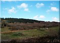 Forest, woodland and rough pasture above Silverbridge Road