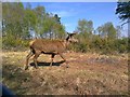 Chobham Ridges, Deer