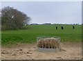 Horses in pasture