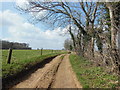 The Cotswold Way toward Workham Bushes