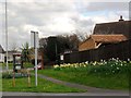 Daffodils in Wannock Lane, Polegate