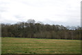 Woodland along Hilden Brook