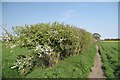 Footpath and May Blossom