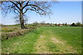 Tree and established hedge in a field by Roche Farm