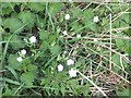 My first stitchwort of 2013