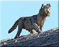 Fox on a roof