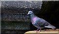 J3474 : Feral pigeons, Belfast (2013-5) by Albert Bridge