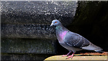 J3474 : Feral pigeons, Belfast (2013-5) by Albert Bridge