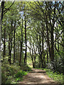 Woodland at Royal Ashdown Forest Golf Club