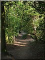 Footpath, Washinton Common