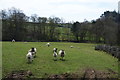 Sheep by Low Wood House Farm