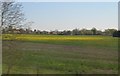 Oil Seed Rape field 