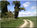 Unusual-looking tree near to Upper Chance Farm