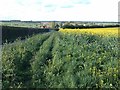 Field edge and lane towards Chestnut Villas