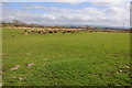 Grazing land above Gorsyrhwch