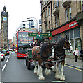 City of Glasgow Heavy Horse Team