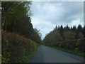 Beech hedges to the road in Burymoor Plantation