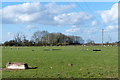 Sheep and pasture near Ashby Lane