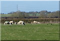 Sheep and pasture near Ashby Lane