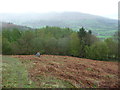 Stone on Cefn Moel