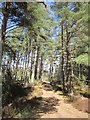 Path in Abernethy Forest