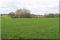 Crop Field near Osgoodby