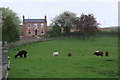 Odd man out at Cherry Tree Farm