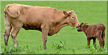 J1264 : Cow and calf near Aghalee by Albert Bridge