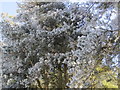 Frosted Trees, Todridge